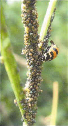 Coccinelle dévorant pucerons